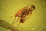 Fossil Dance Fly (Empididae) In Baltic Amber - Excellent Eyes #120695-2